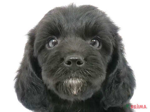 東京都のハーフ犬 (コジマ府中店/2024年4月22日生まれ/女の子/ブラック)の子犬