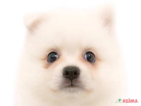 埼玉県の日本スピッツ (コジマモラージュ菖蒲店/2024年4月22日生まれ/女の子/ホワイト)の子犬