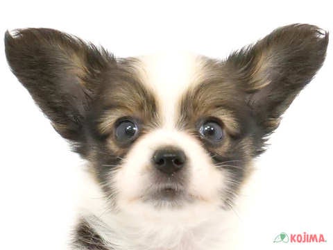 東京都のパピヨン (コジマ国立店/2024年4月22日生まれ/男の子/ホワイトブラウン)の子犬