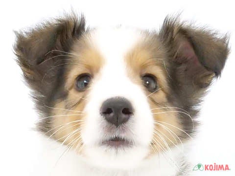 東京都のシェットランドシープドッグ (コジマ竹ノ塚店/2024年4月20日生まれ/男の子/セーブルホワイト)の子犬