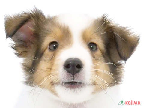茨城県のシェットランドシープドッグ (コジマイーアスつくば店/2024年4月20日生まれ/男の子/セーブルホワイト)の子犬