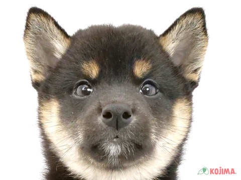 東京都の柴犬(標準サイズ) (コジマ八王子店/2024年4月12日生まれ/女の子/黒)の子犬