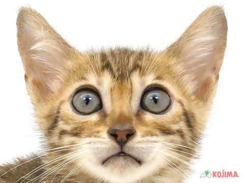 千葉県のベンガル (コジマ四街道店/2024年4月21日生まれ/女の子/ブラウンスポットタビー)の子猫