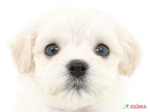 茨城県のマルプー(マルチーズ×プードル) (コジマイーアスつくば店/2024年4月21日生まれ/男の子/ホワイト)の子犬