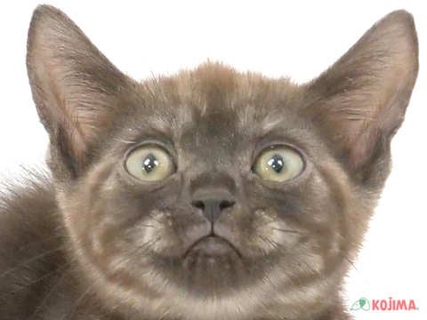 東京都のアメリカンショートヘアー (コジマ府中店/2024年4月21日生まれ/女の子/ブラックスモーク)の子猫