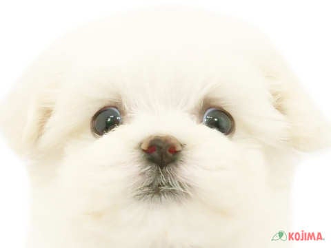 兵庫県のマルチーズ (コジマ明石店/2024年4月22日生まれ/男の子/ホワイト)の子犬