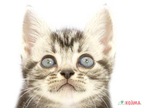 東京都のアメリカンショートヘアー (コジマ足立店/2024年4月12日生まれ/男の子/シルバークラシックタビー)の子猫