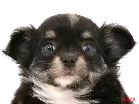 埼玉県のチワワ(ロング) (コジマ浦和店/2024年4月20日生まれ/女の子/ブラックホワイト)の子犬