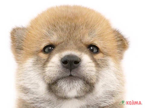 東京都の柴犬(標準サイズ) (コジマ青戸店/2024年4月21日生まれ/男の子/赤)の子犬