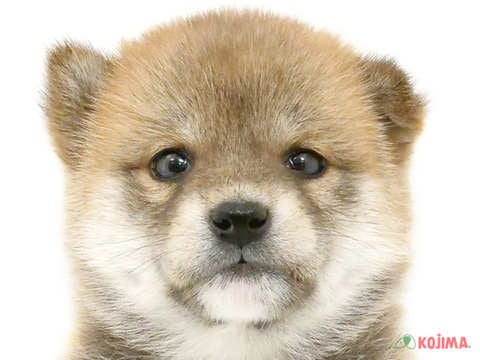 埼玉県の柴犬(標準サイズ) (コジマ浦和店/2024年4月21日生まれ/女の子/赤)の子犬
