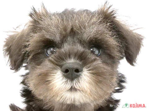 千葉県のミニチュアシュナウザー (コジマ松戸店/2024年4月14日生まれ/男の子/ソルトペッパー)の子犬