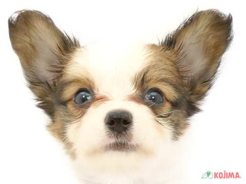 千葉県のパピヨン (コジマ四街道店/2024年4月21日生まれ/男の子/ホワイトブラウン)の子犬