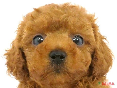 東京都のトイプードル(トイ) (コジマアリオ亀有店/2024年4月21日生まれ/男の子/レッド)の子犬