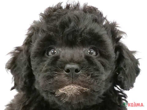 東京都のビションプー(ビションフリーゼ×プードル) (コジマ板橋店/2024年4月20日生まれ/男の子/ブラック)の子犬