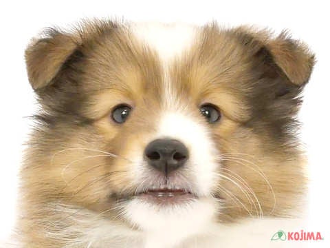 神奈川県のシェットランドシープドッグ (コジマ横浜青葉店/2024年4月17日生まれ/男の子/セーブルホワイト)の子犬
