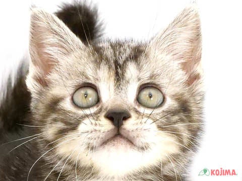 東京都のアメリカンショートヘアー (コジマ国立店/2024年4月21日生まれ/女の子/シルバーパッチドタビー)の子猫