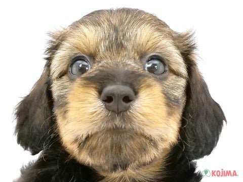 2024年4月20日生まれのハーフ犬の1枚目の写真