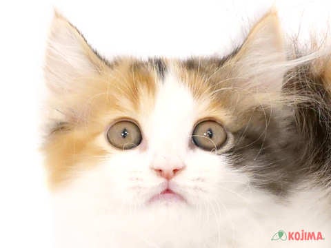 神奈川県のミヌエット (コジマ横浜青葉店/2024年4月18日生まれ/女の子/ブラウンパッチドタビーホワイト)の子猫