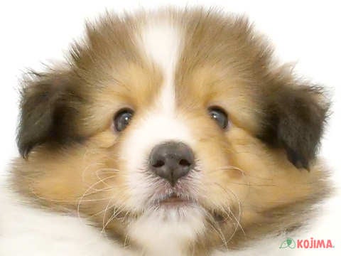千葉県のシェットランドシープドッグ (コジマアリオ柏店/2024年4月20日生まれ/男の子/セーブルホワイト)の子犬