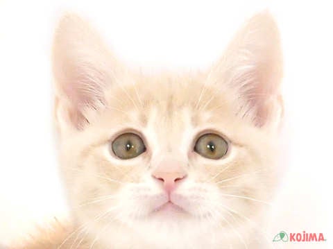 東京都のマンチカン (コジママチノマ大森店/2024年4月20日生まれ/女の子/クリームマッカレルタビー)の子猫