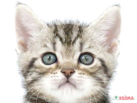 兵庫県のアメリカンショートヘアー (コジマ明石店/2024年4月21日生まれ/男の子/シルバータビー)の子猫
