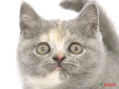 東京都のブリティッシュショートヘアー (コジマ両国店/2024年4月20日生まれ/女の子/ブルークリーム)の子猫