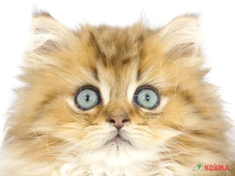 東京都のペルシャ (コジマアリオ北砂店/2024年4月9日生まれ/男の子/チンチラゴールデン)の子猫