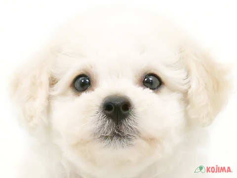 東京都のビションフリーゼ (コジマ西篠崎店/2024年4月21日生まれ/男の子/ホワイト)の子犬