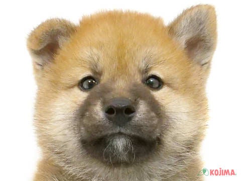 2024年4月16日生まれの柴犬(標準サイズ)の1枚目の写真