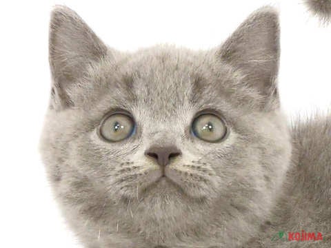 埼玉県のブリティッシュショートヘアー (コジマ和光店/2024年4月20日生まれ/男の子/ブルー)の子猫