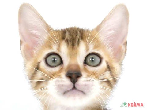 埼玉県のベンガル (コジマモラージュ菖蒲店/2024年4月20日生まれ/女の子/ブラウンスポットタビー)の子猫