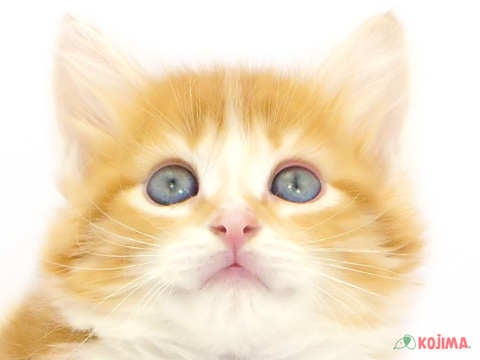 東京都のメインクーン (コジマ新小岩店/2024年4月24日生まれ/女の子/レッドタビーホワイト)の子猫