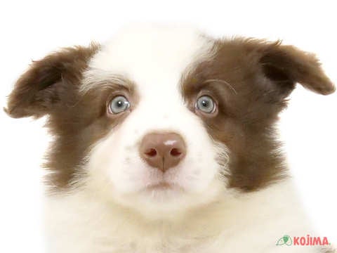 東京都のボーダーコリー (コジマ花小金井店/2024年4月23日生まれ/男の子/チョコレートホワイト)の子犬
