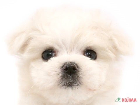 東京都のマルチーズ (コジマ青戸店/2024年4月22日生まれ/男の子/ホワイト)の子犬