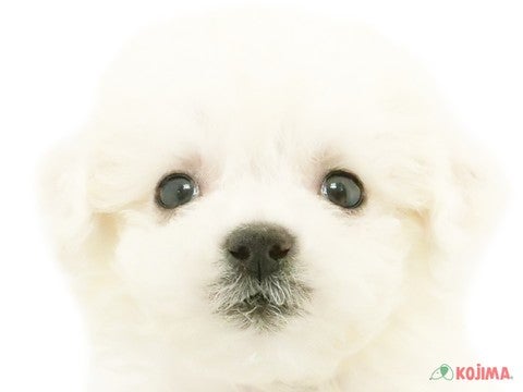 東京都のビションフリーゼ (コジマ田端店/2024年4月21日生まれ/男の子/ホワイト)の子犬