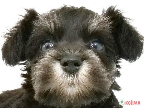東京都のミニチュアシュナウザー (コジマアリオ葛西店/2024年4月21日生まれ/女の子/ブラックシルバー)の子犬