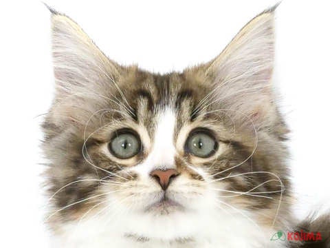 東京都のノルウェージャンフォレストキャット (コジマ木場店/2024年4月16日生まれ/女の子/ブラウンタビーホワイト)の子猫