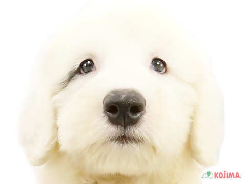 東京都のオールドイングリッシュシープドッグ (コジマ花小金井店/2024年4月17日生まれ/男の子/グレーホワイト)の子犬