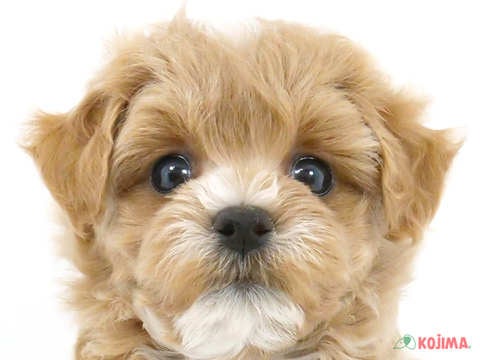 東京都のマルプー(マルチーズ×プードル) (コジマアリオ葛西店/2024年4月23日生まれ/男の子/レッドホワイト)の子犬