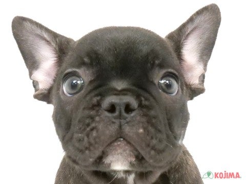 東京都のフレンチブルドッグ (コジマ八王子店/2024年4月23日生まれ/男の子/ブリンドル)の子犬