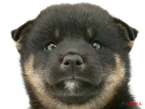 東京都の柴犬(標準サイズ) (コジマ府中店/2024年4月23日生まれ/男の子/黒)の子犬