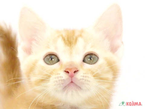 東京都のアメリカンショートヘアー (コジマアリオ西新井店/2024年4月23日生まれ/女の子/レッドタビー)の子猫