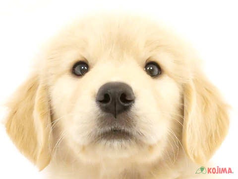 東京都のゴールデンレトリバー (コジマ国領店/2024年4月23日生まれ/男の子/ゴールデン)の子犬