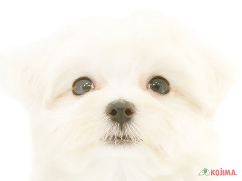 東京都のマルチーズ (コジマ町田店/2024年4月21日生まれ/男の子/ホワイト)の子犬