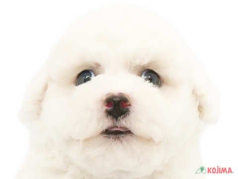 東京都のビションフリーゼ (コジマ青戸店/2024年4月22日生まれ/男の子/ホワイト)の子犬