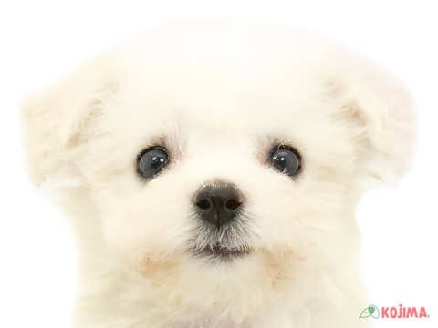 東京都のビションフリーゼ (コジママチノマ大森店/2024年4月16日生まれ/女の子/ホワイト)の子犬