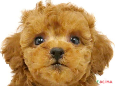 神奈川県のトイプードル(トイ) (コジマアリオ橋本店/2024年4月20日生まれ/男の子/レッド)の子犬