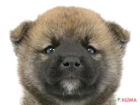 東京都の柴犬(標準サイズ) (コジマ阿佐ヶ谷店/2024年4月22日生まれ/男の子/赤)の子犬