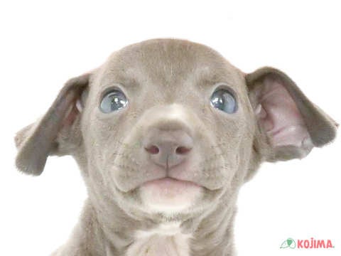 東京都のイタリアングレーハウンド (コジマ国立店/2024年4月23日生まれ/男の子/ブルーホワイト)の子犬