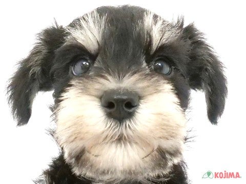 千葉県のミニチュアシュナウザー (コジマアリオ柏店/2024年4月21日生まれ/男の子/ブラックシルバー)の子犬